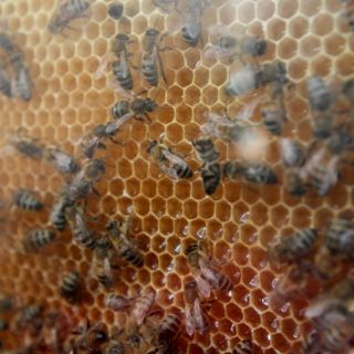 Bomberos tendrán que proteger a las abejas