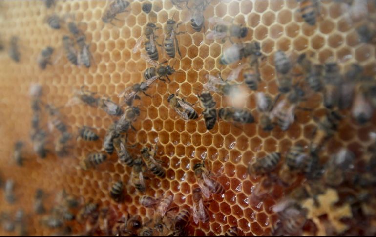 Se capacitará personal para atender los casos sin que se exterminen a las abejas del lugar. EL INFORMADOR / ARCHIVO