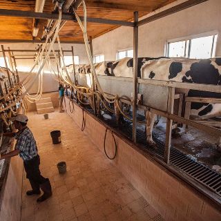 Ganadería emite 10% de gases de efecto invernadero  