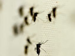 Sube Jalisco a la cuarta posición por dengue; la mayoría en Guadalajara