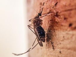 El Presidente niega que haya incrementos de casos de dengue en el país a consecuencia de la falta de medicamentos. EL INFORMADOR / ARCHIVO