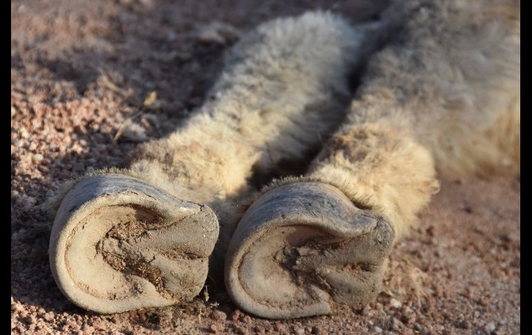 Detalle de las pezuñas de un burro salvaje muerto en el área de Halloran Springs, en el desierto de Mojave. EFE/I. Mejía