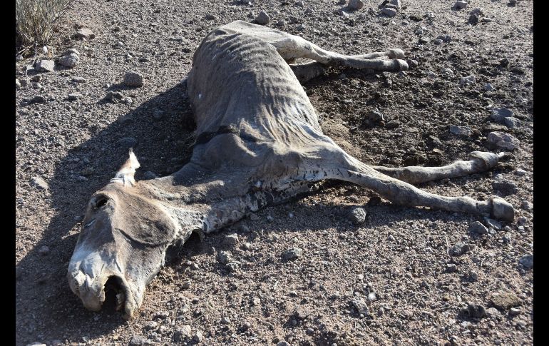 Desde mayo se han hallado 42 cuerpos de burros con evidencia de balazos en áreas del desierto de Mojave. EFE/I. Mejía