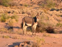 Ofrecen recompensa por autores de matanza de burros en California