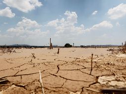 La sequía afectará la producción de maíz y frijol. EL INFORMADOR/Archivo