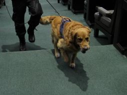 Perros entrenados en explosivos resguardan Cámara de Diputados