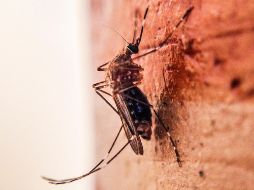 De acuerdo con información proporcionada vía transparencia por la Secretaría de Salud Jalisco, el año más letal fue 2009 con 48 fallecimientos. EL INFORMADOR / ARCHIVO