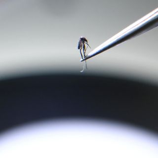 Aumentan muertes por dengue en Brasil; suman 591 en el año