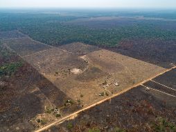 Brasil, Bolivia, Colombia y Perú son los países que han protagonizado mayores mermas en el último lustro, destacando la deforestación en la Amazonía brasileña. AP/Archivo