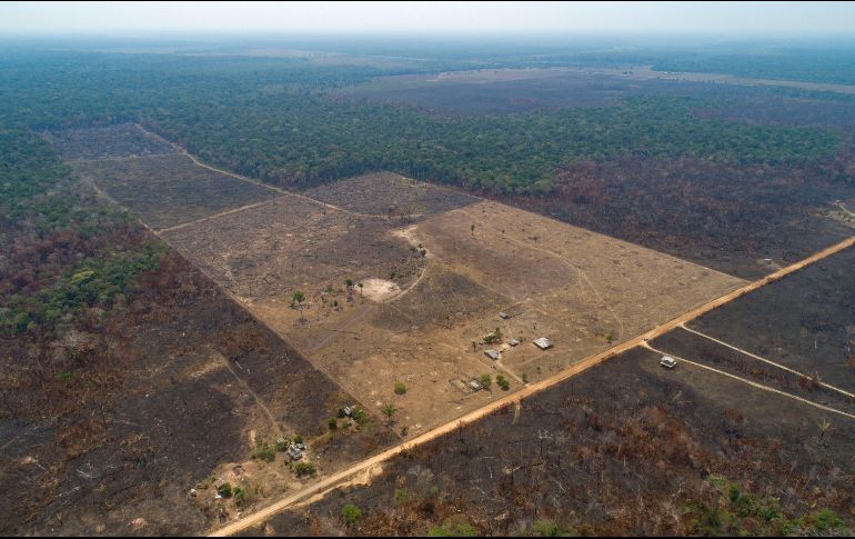 Brasil, Bolivia, Colombia y Perú son los países que han protagonizado mayores mermas en el último lustro, destacando la deforestación en la Amazonía brasileña. AP/Archivo