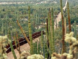 En la reserva Organ Pipe Cactus viven especies en peligro de extinción, como leones de montaña, jabalíes americanos y antílopes. AP/ARCHIVO