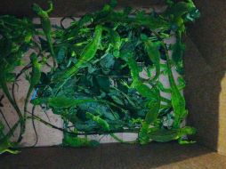 En tanto, los animales también quedaron bajo resguardo de la FGR. ESPECIAL/ Policía de Guadalajara