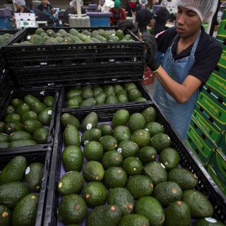 Precio del aguacate, a la baja en mercados del país