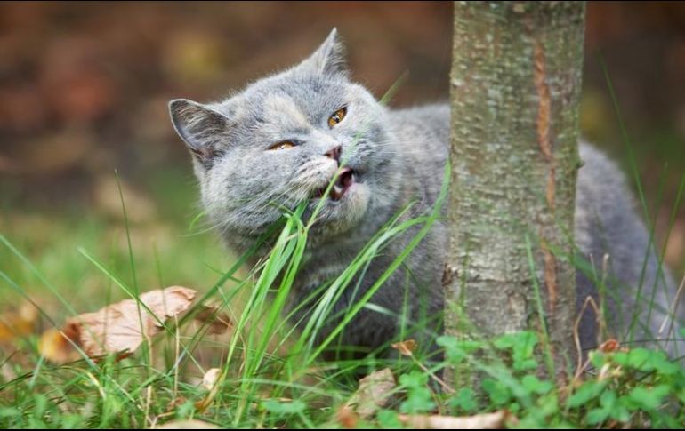 ¿El hábito de comer hierba entre nuestras mascotas se debe a problemas de salud? GETTY IMAGES