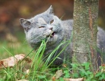 ¿El hábito de comer hierba entre nuestras mascotas se debe a problemas de salud? GETTY IMAGES
