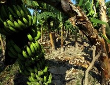 La escacez de las frutas afectadas incrementó el precio y comenzará a reflejarse a partir de este sábado al subir tres pesos por kilo. EL INFORMADOR / ARCHIVO