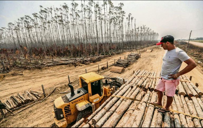 La región de la Amazonía es uno de los puntos a discutir en la cumbre del clima; ha sido arrasada en los últimos años. NOTIMEX