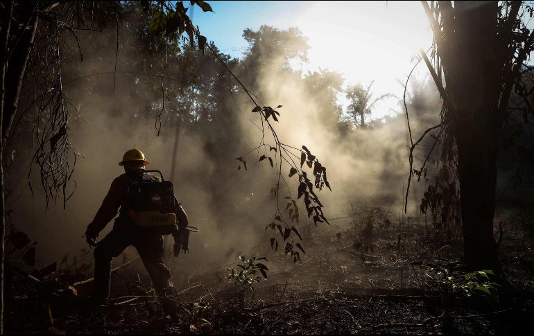 La perdida de la Amazonía ha captado la atención global. ARCHIVO / EFE