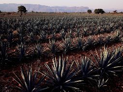 El CRT informó que, de las 155 fábricas autorizadas para elaborar la bebida, sólo alrededor de 60 trabajan con normalidad. AFP / ARCHIVO