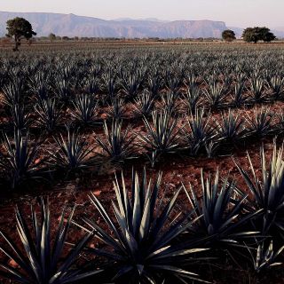 Escasez de agave frena a más de la mitad de tequileras
