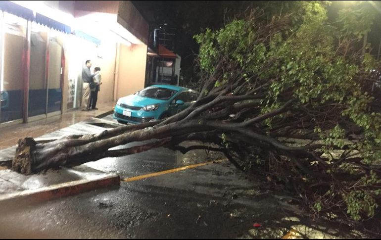 Personal de Protección Civil acudieron a los puntos donde se localizaron los árboles caídos. ESPECIAL / Protección Civil de Guadalajara