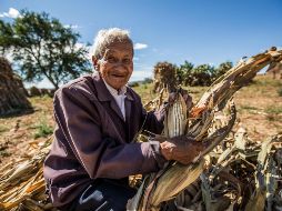 La mayor producción mexicana de maíz se hace con granos nativos y ésta permite la alimentación de la mayoría de la población rural. EL INFORMADOR/Archivo