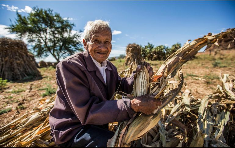 La mayor producción mexicana de maíz se hace con granos nativos y ésta permite la alimentación de la mayoría de la población rural. EL INFORMADOR/Archivo