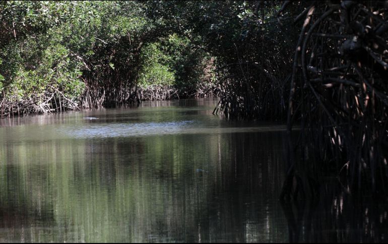 El Salado es un espacio de alta biodiversidad dentro de Puerto Vallarta. EL INFORMADOR/Archivo