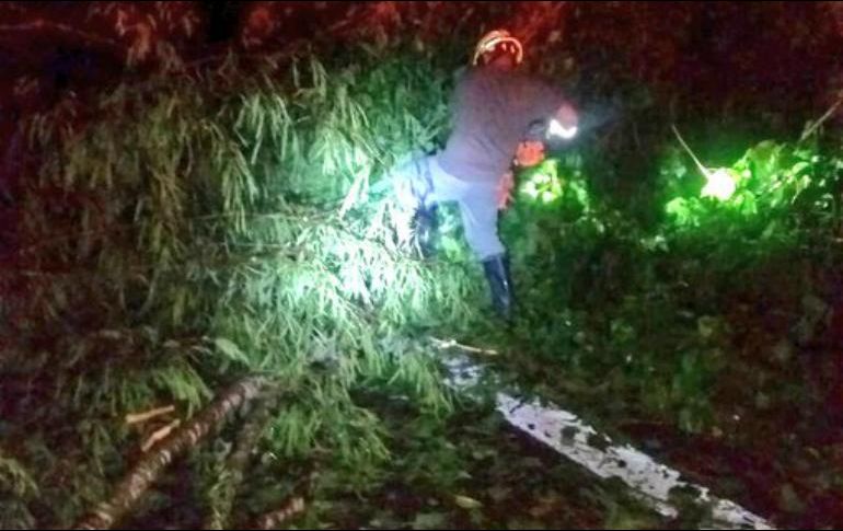Personal de Protección Civil Jalisco retiró el árbol que cayó sobre sobre la carretera federal 200 a la altura de Boca de Tomatlán. TWITTER / @PCJalisco