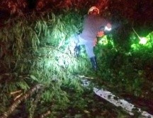 Personal de Protección Civil Jalisco retiró el árbol que cayó sobre sobre la carretera federal 200 a la altura de Boca de Tomatlán. TWITTER / @PCJalisco