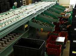 Los principales subsectores exportadores de fueron los de fabricación de equipo de computación, equipo de transporte, industria del plástico, de las bebidas y el tabaco. EL INFORMADOR / ARCHIVO