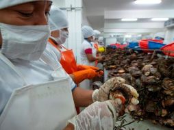 La exportación de marisco y pescado supone una buena fuente de ingresos para Perú. GETTY IMAGES