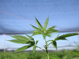 La empresa pública estaría autorizada exclusivamente para realizar la adquisición de la sustancia cannabis y sus derivados a particulares avalados. AP/ARCHIVO