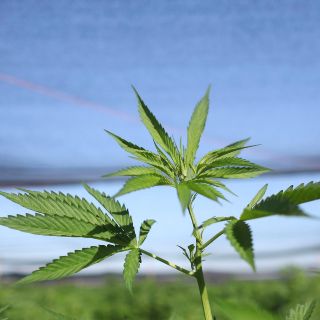 Morena propone que el Estado compre y venda cannabis