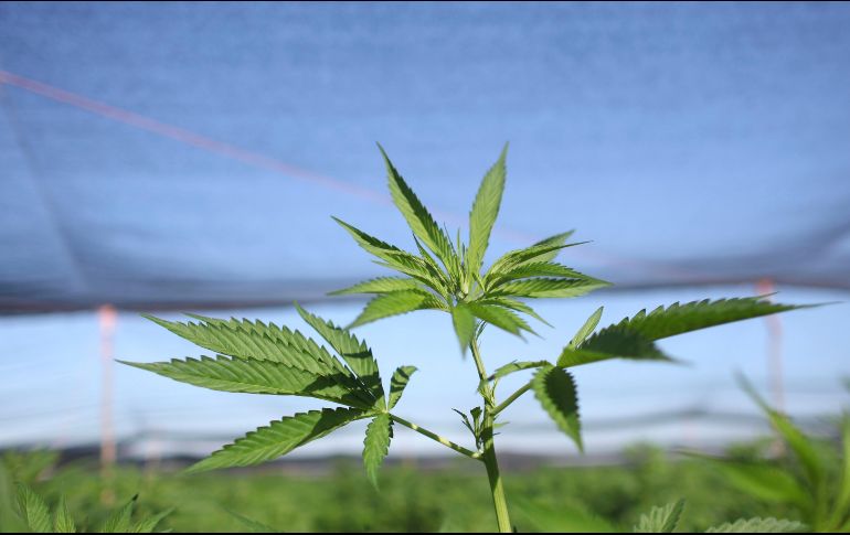 La empresa pública estaría autorizada exclusivamente para realizar la adquisición de la sustancia cannabis y sus derivados a particulares avalados. AP/ARCHIVO