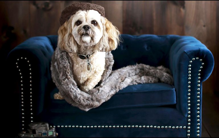 Pottery Barn, Crate and Barrel, Ikea, los colchones Casper y otras empresas de muebles lanzaron líneas de productos para mascotas. AP/Pottery Barn