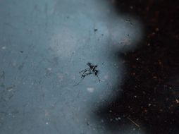 En total, suman cinco mil 47 casos registrados este año, cifra que supera el máximo histórico de 2009, cuando hubo mil 909 casos. EL INFORMADOR / ARCHIVO