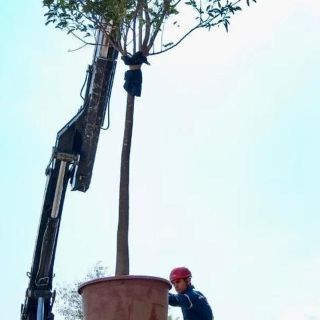 Plantan "primer árbol" en el Parque Zapopan Central
