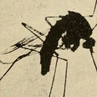 Desmienten 5 mitos tapatíos sobre el dengue