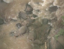 Las autoridades tailandesas señalaron que el incidente ocurrió luego de que un elefante bebé se cayera desde la cascada. Thailand DNP