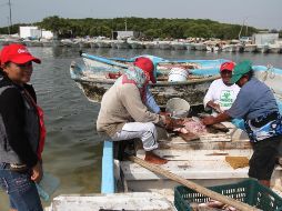 Yucatán aporta 67.5 por ciento de la captura de pulpo en todo el país. NTX / ARCHIVO