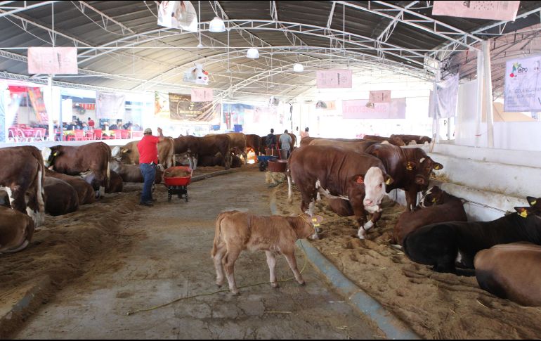 En esta exposición se exhibirán más de cuatro mil 500 cabezas de ganado. EL INFORMADOR/Archivo