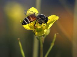 Autoridades deberán firmar con asociaciones apícolas convenios de colaboración con la finalidad de instruirlos para el cuidado, preservación y retiro de enjambres de abejas. EFE / ARCHIVO