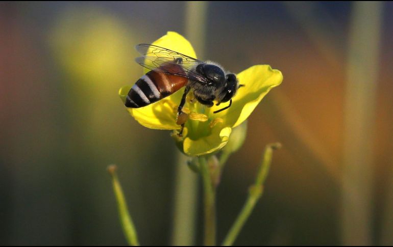 Autoridades deberán firmar con asociaciones apícolas convenios de colaboración con la finalidad de instruirlos para el cuidado, preservación y retiro de enjambres de abejas. EFE / ARCHIVO