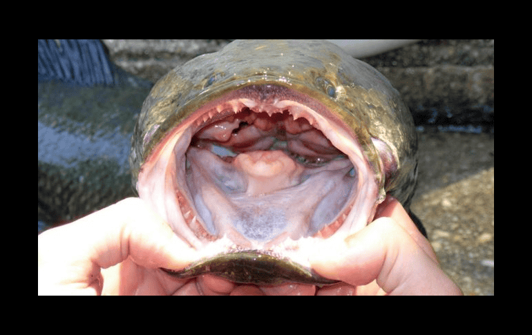 El pez cabeza de serpiente no solo devora peces y crustáceos, sino que puede hacer migraciones cortas por tierra. USGS