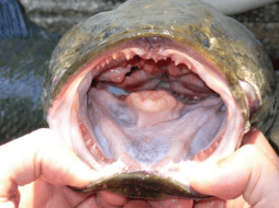 El pez cabeza de serpiente no solo devora peces y crustáceos, sino que puede hacer migraciones cortas por tierra. USGS