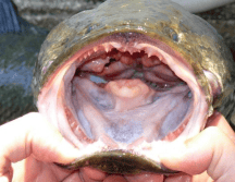 El pez cabeza de serpiente no solo devora peces y crustáceos, sino que puede hacer migraciones cortas por tierra. USGS