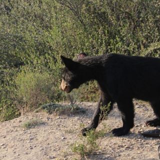 Capturan oso negro hambriento en Saltillo