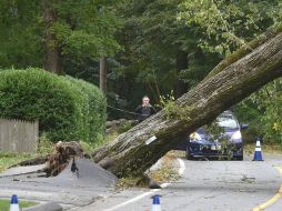 En Massachusetts se han registrado ráfagas de 90 millas por hora, lo que ocasionó la caída de varios árboles. AP/S. Heaslip-The Cape Cod Times