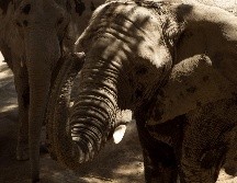 ''Los elefantes ingieren tierra cuando pastan y están así expuestos a la bacteria del ántrax'', explican autoridades, precisando que los cadáveres serán incinerados para evitar el contagio de otros animales. EL INFORMADOR / ARCHIVO